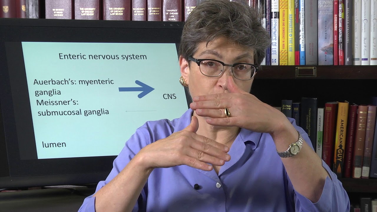 21.8 Enteric Nervous System