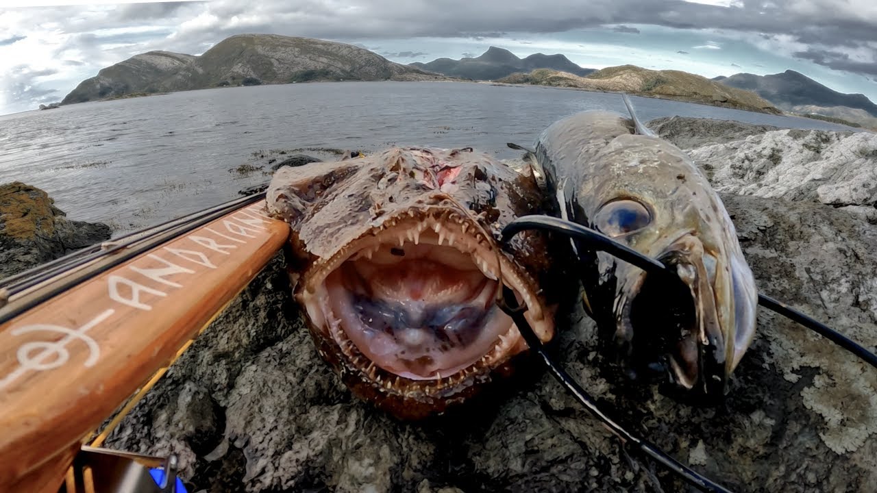 The Entire Journey Spearfishing Monkfish, Plaice, Scallops&Pollack [Norway]