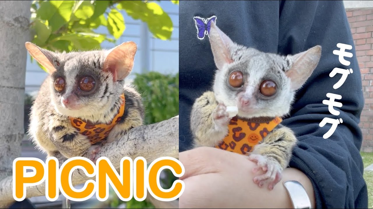 猿のお散歩「走って、登って、モグモグタイム」Pizzatoru the Bushbaby / ショウガラゴのピザトル