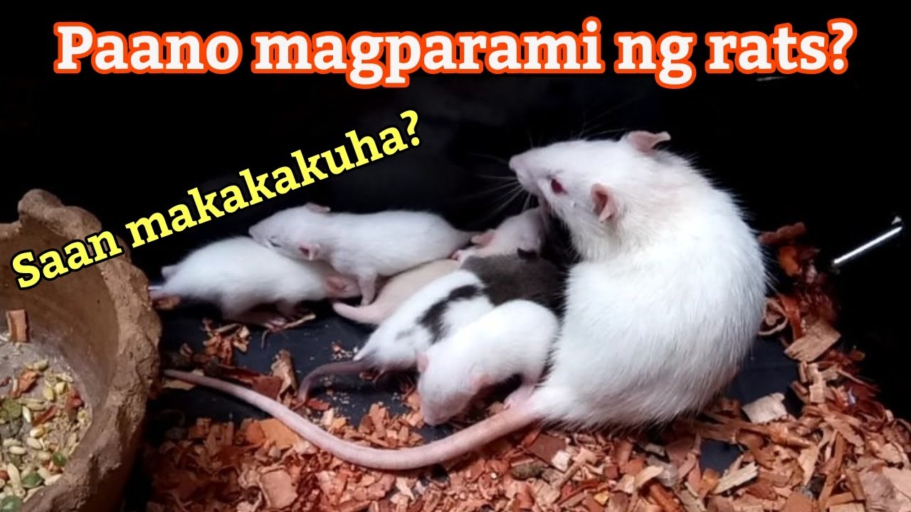 Rat breeding | Anu-ano ang mga dapat malaman?