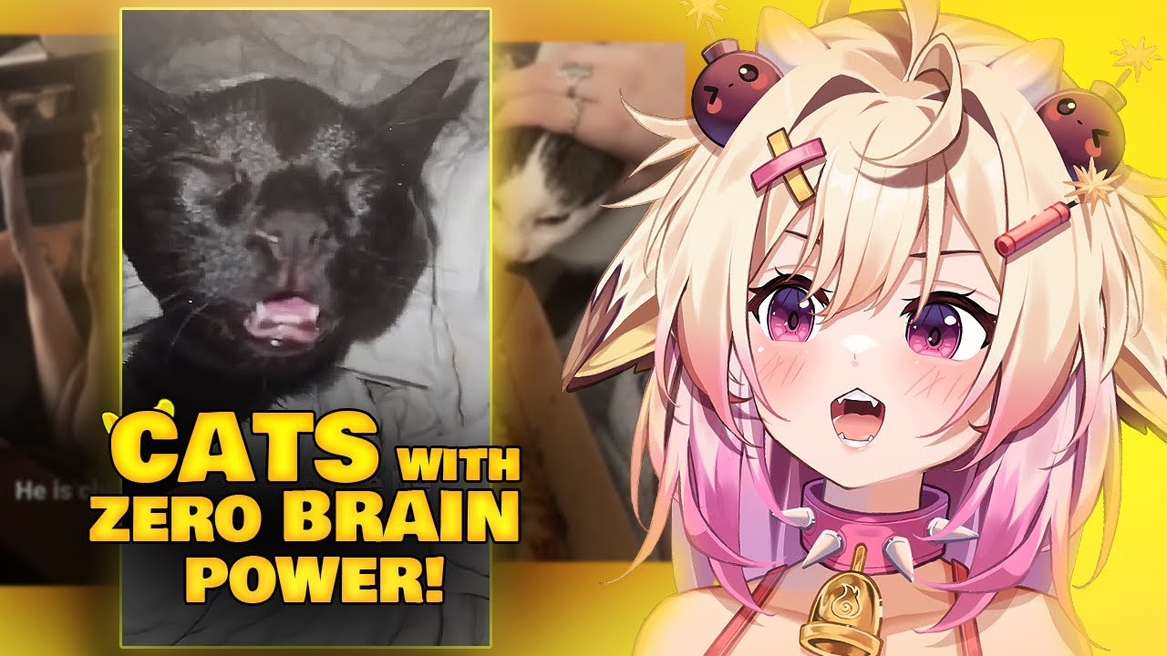 Rosiebellmoo Reacts to DUMB Cats!