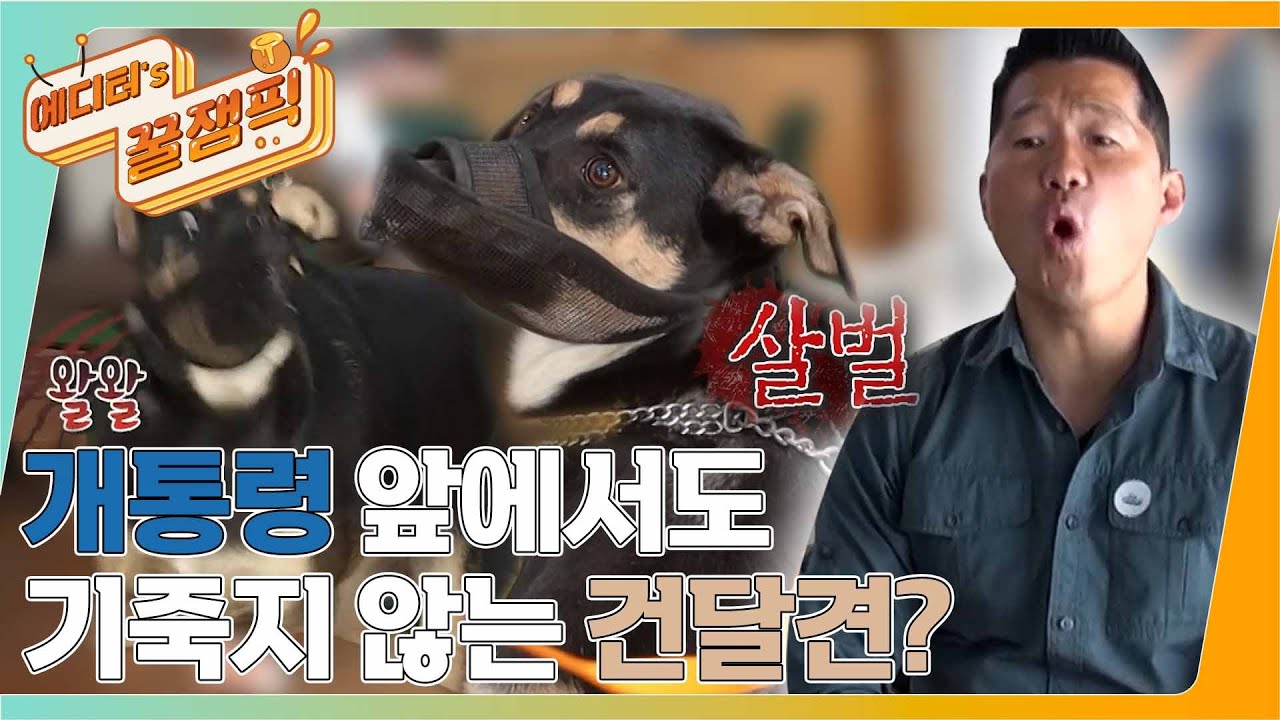 [#개는훌륭하다] 개통령 앞에서도 기죽지 않는 도베르만 건달견 '흑임자'ㅣKBS 220509 방송