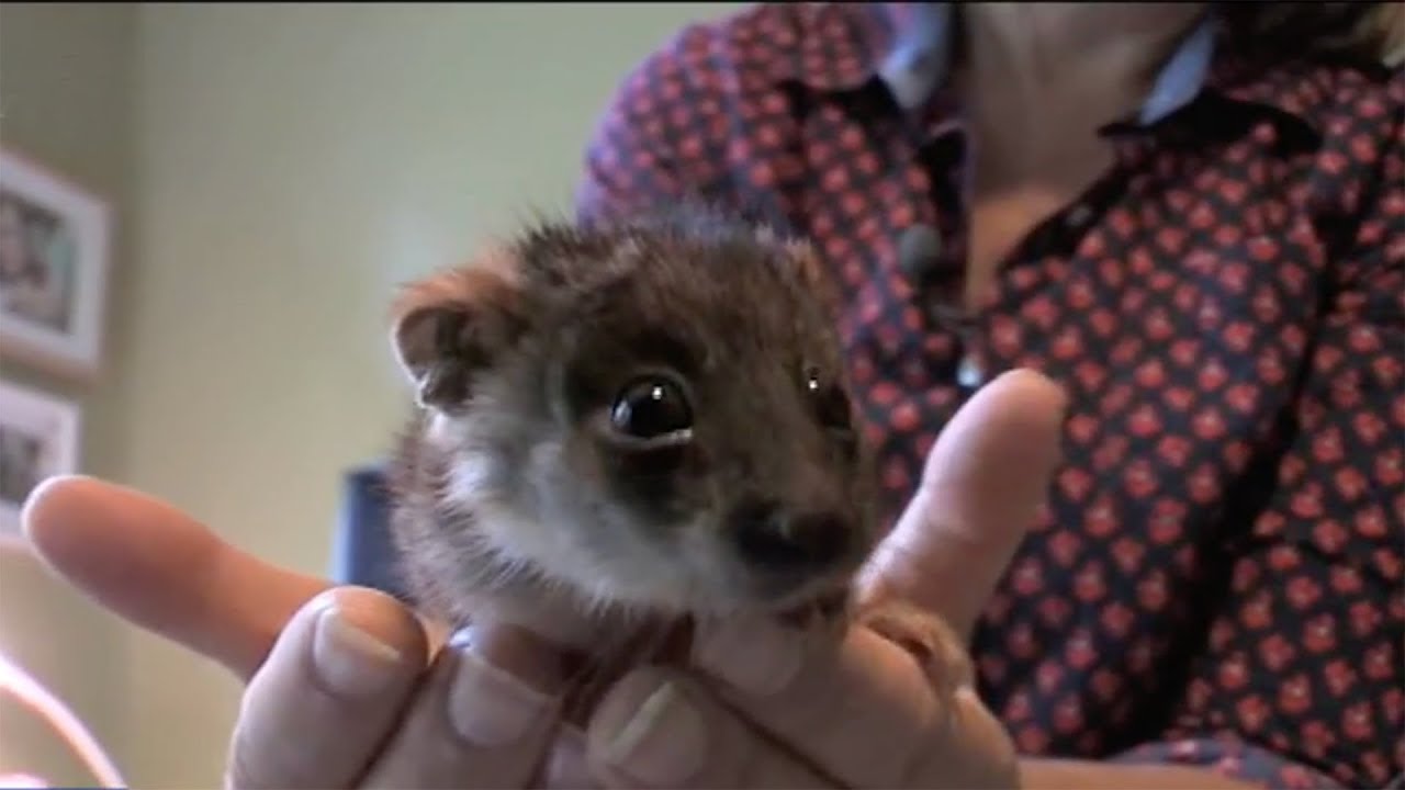 Wildlife rescue after the disastrous bushfire in Australia