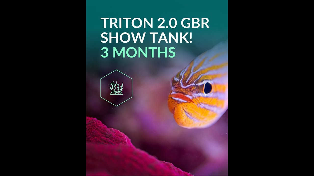 TRITON 2.0 GBR SHOW TANK! 3 MONTHS