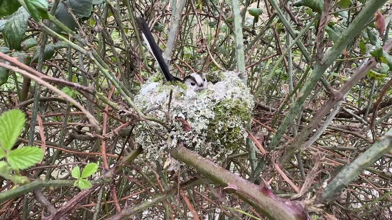 Nest building Long-tailed Tits 
