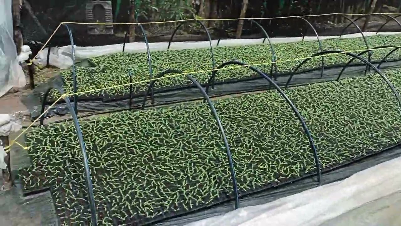 nursery mirchi naru