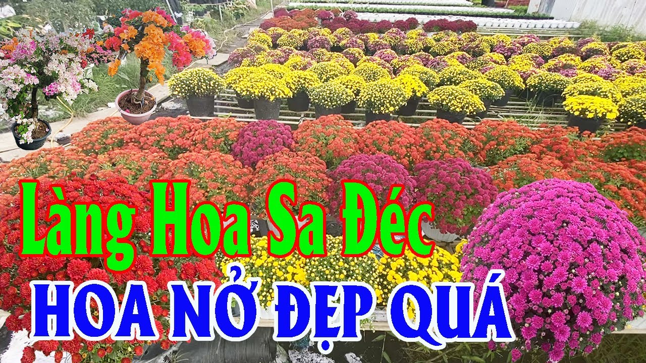 Nôn Nao Làng Hoa Sa Đéc Phục Vụ Tết Hoa Nở Đẹp Quá | Góc Miền Tây #562