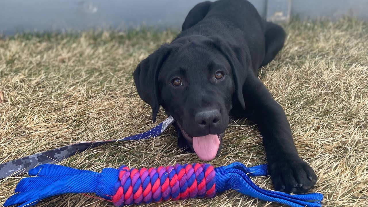 DAY IN THE LIFE OF FRANKLIN THE BLACK LAB!