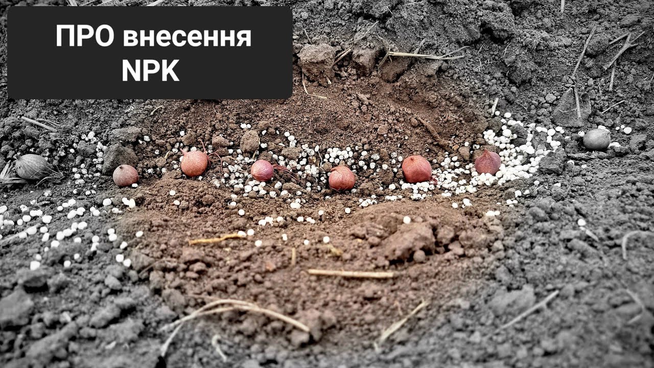 Внесення добрив під #часник. Чому так, а не інакше? @VadymMisko