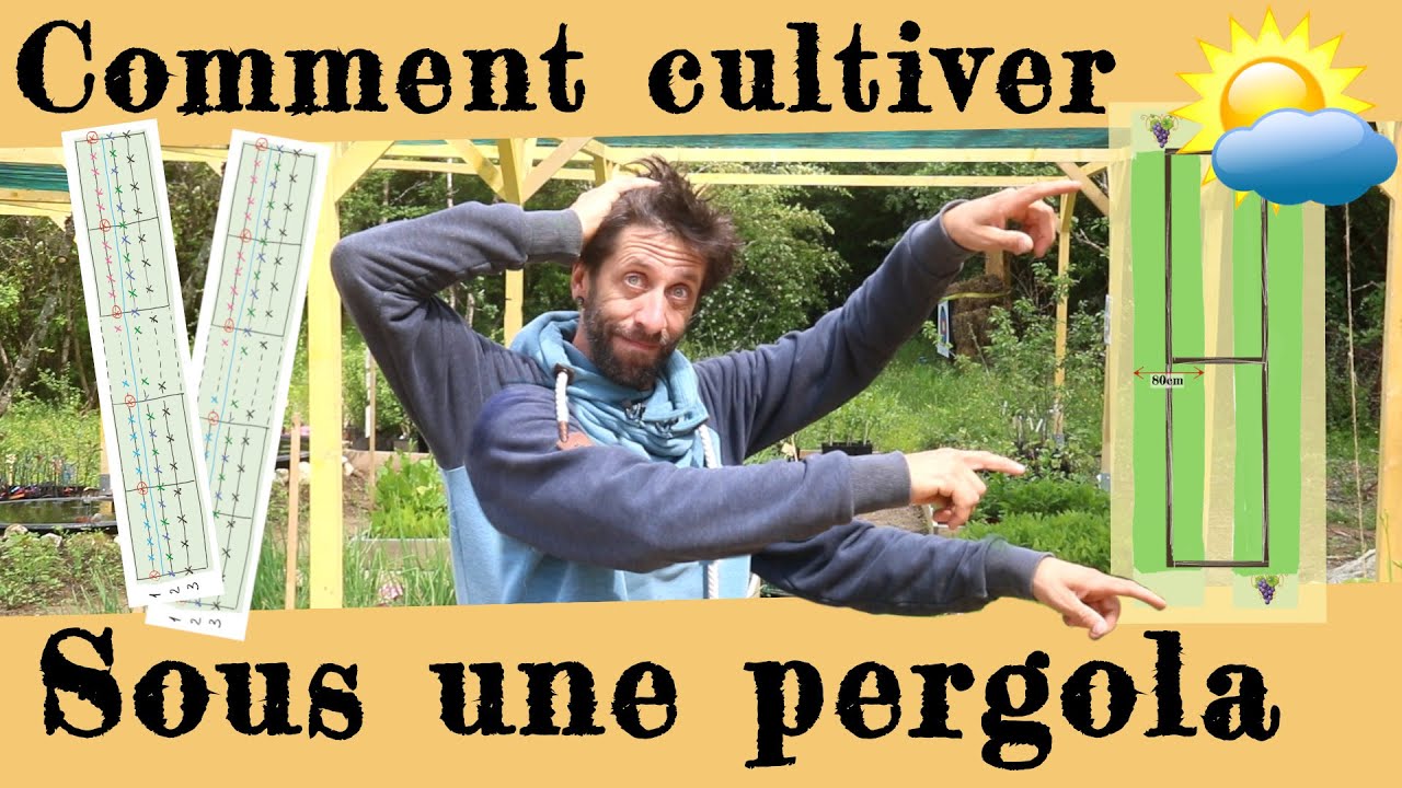 Tout sur l'art de cultiver une pergola !