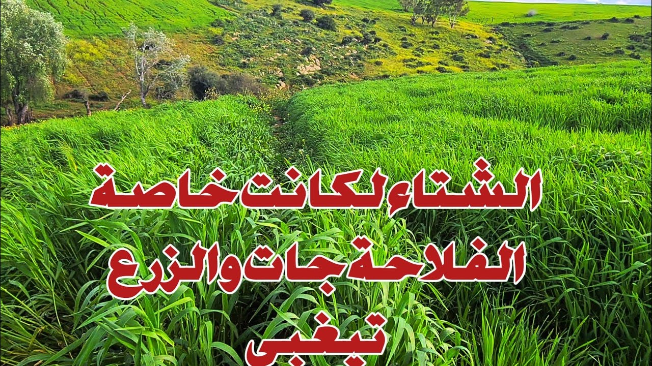 الشعير وفارينا خرجو عقلهم على هدا الشتاء كلشي طاح للارض فينكم اشناقا