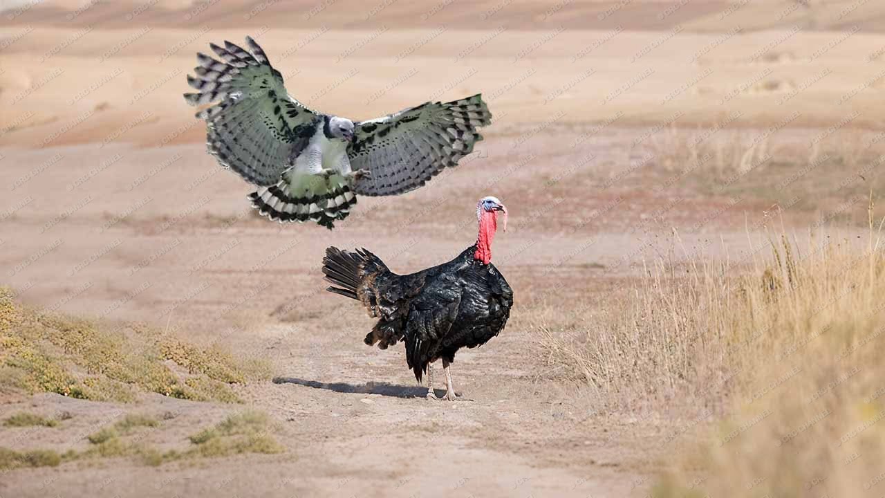 HEBOH Elang Menyerang Ayam Kalkun !! 15 Momen GILA Hewan Terekam Kamera