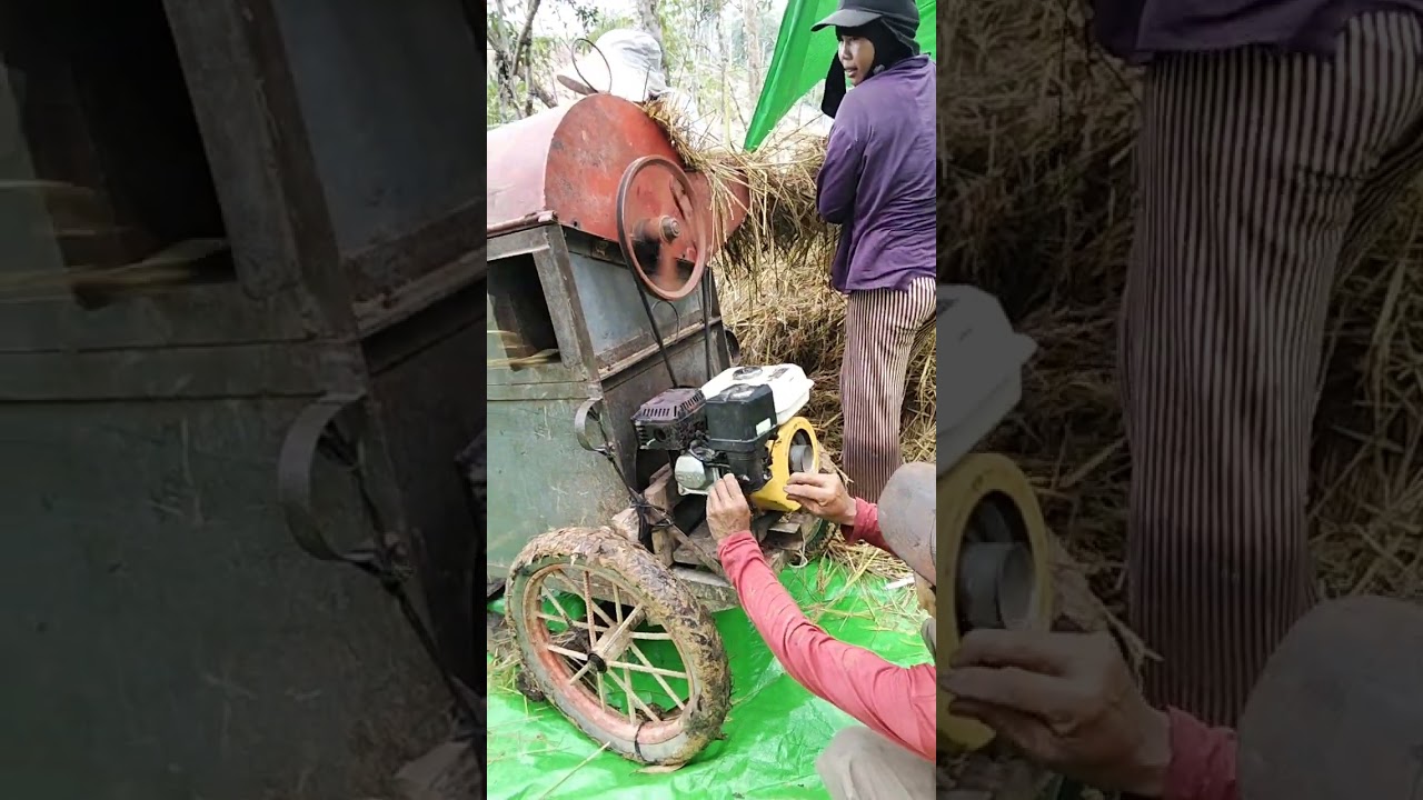 @proses perontokan padi,setelah d panen