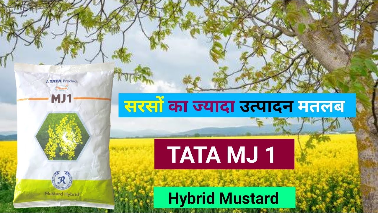 TATA MJ 1 | Hybrid Mustard | सरसों का ज्यादा उत्पादन मतलब |