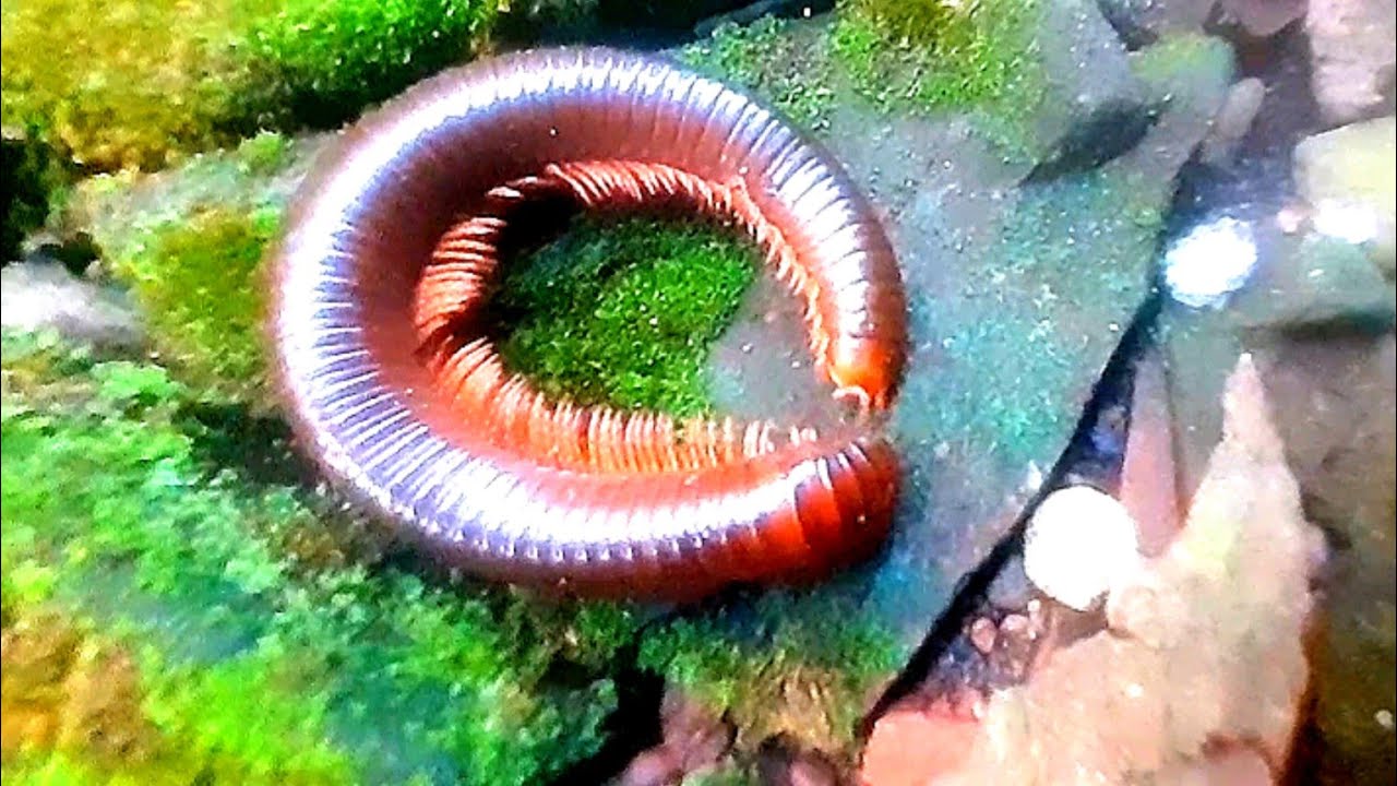 amazing catch big millipede red monster
