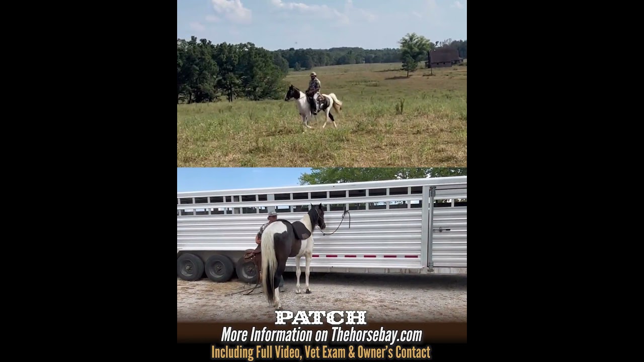 Spotted Saddle Gelding For Sale (Gaited/Trail/Field Trial)