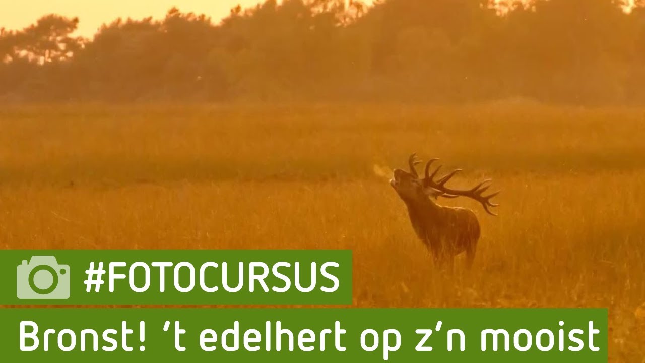 Bronst! Het Edelhert op zijn mooist | #FOTOCURSUS