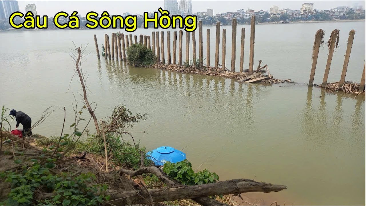 Khám phá điểm câu cá chép sông hồng - cá nhiều giật liên tục