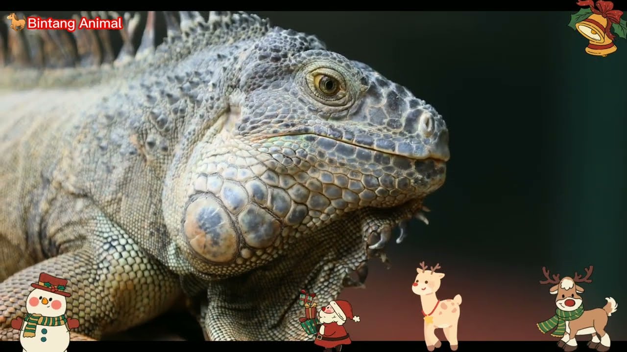 scaly animals like Komodo dragons, snakes, iguanas, crocodiles, turtles, fish, anteaters, #animals