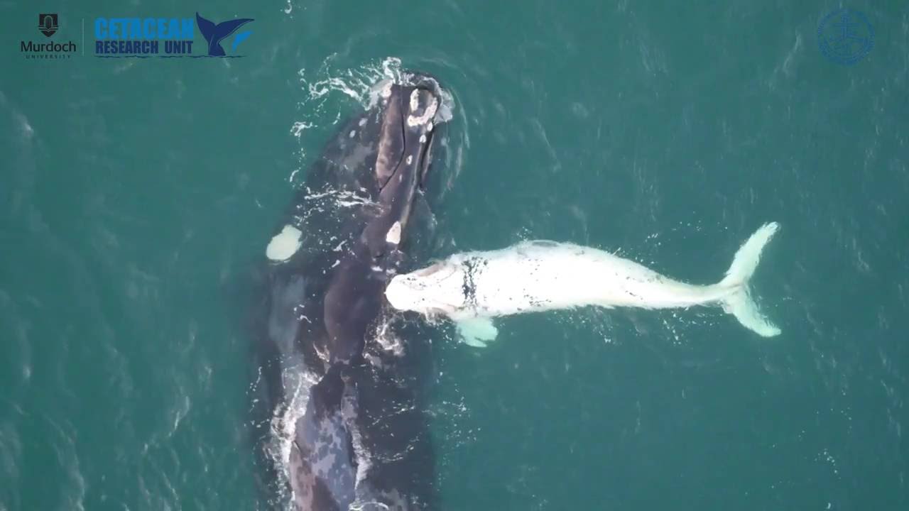 Whale study using drones and tags captures aerial footage of white whale calf