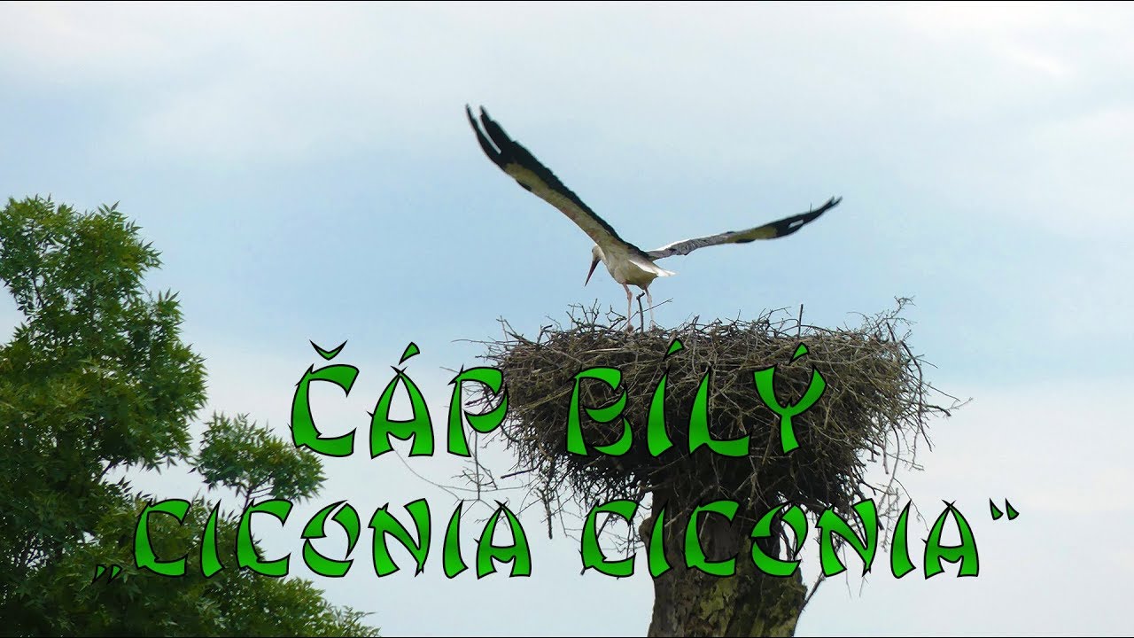 Čáp Bílý (Ciconia ciconia) - povídání o tomto druhu :-)