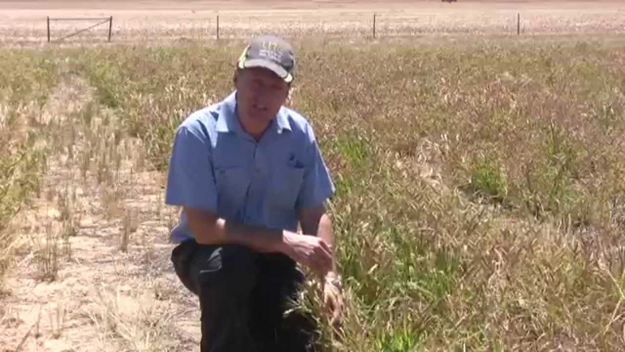 Pasture cropping - results from the Moora focus site