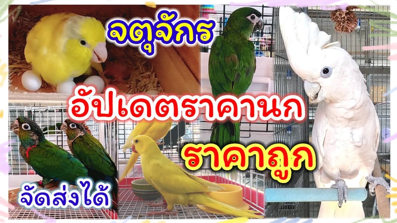 อัปเดตราคานก จตุจักร จัดส่งได้ทุกจังหวัด ร้านโฟกัส ฟอพัส