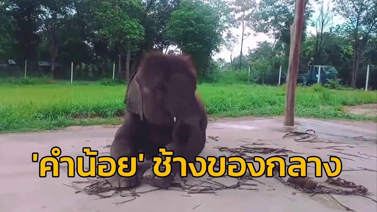 ส่องความน่ารัก เฉลียวฉลาดของ 