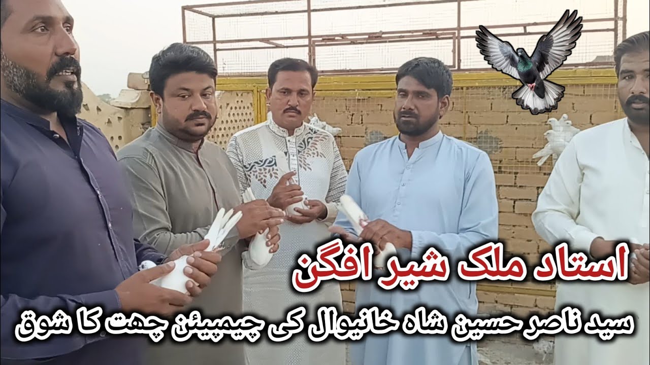 Ustad Malik Sher Afghan|| Champion Chat Khanewal ke Kabotaru ka Shok #pigeon #kabutar #kabootar