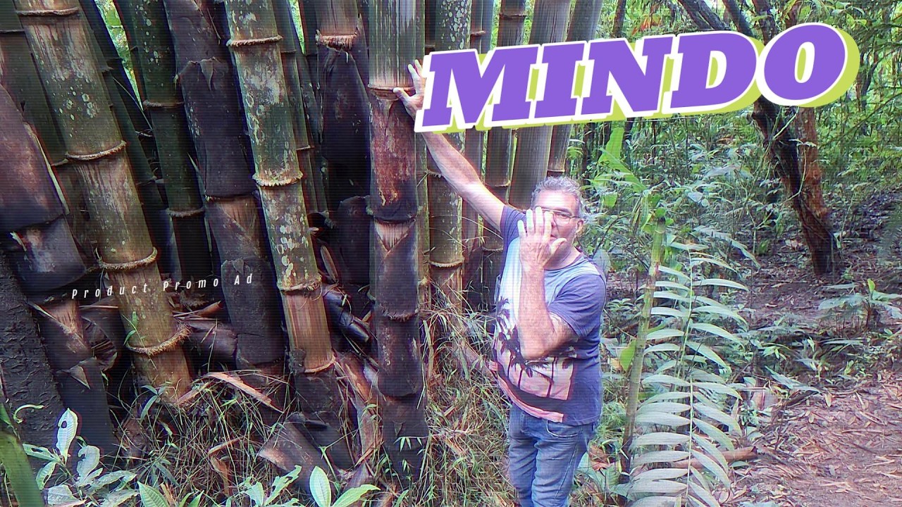 MINDO