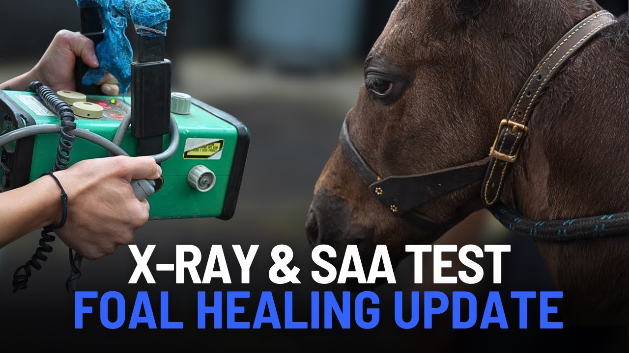 Tracking a Horse&rsquo;s Healing: Stifle X-Rays and SAA Inflammation Test