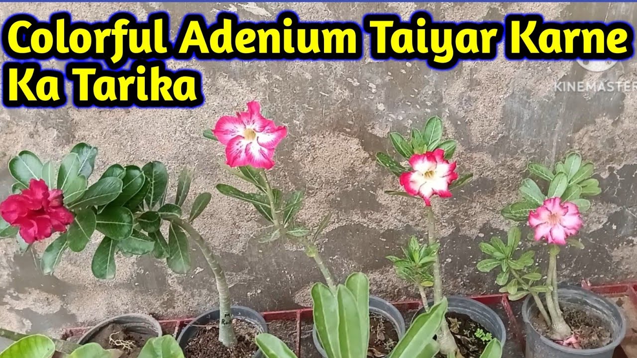 how to make colourful adenium 😱   #adeniumlover #garden ##desertrose 