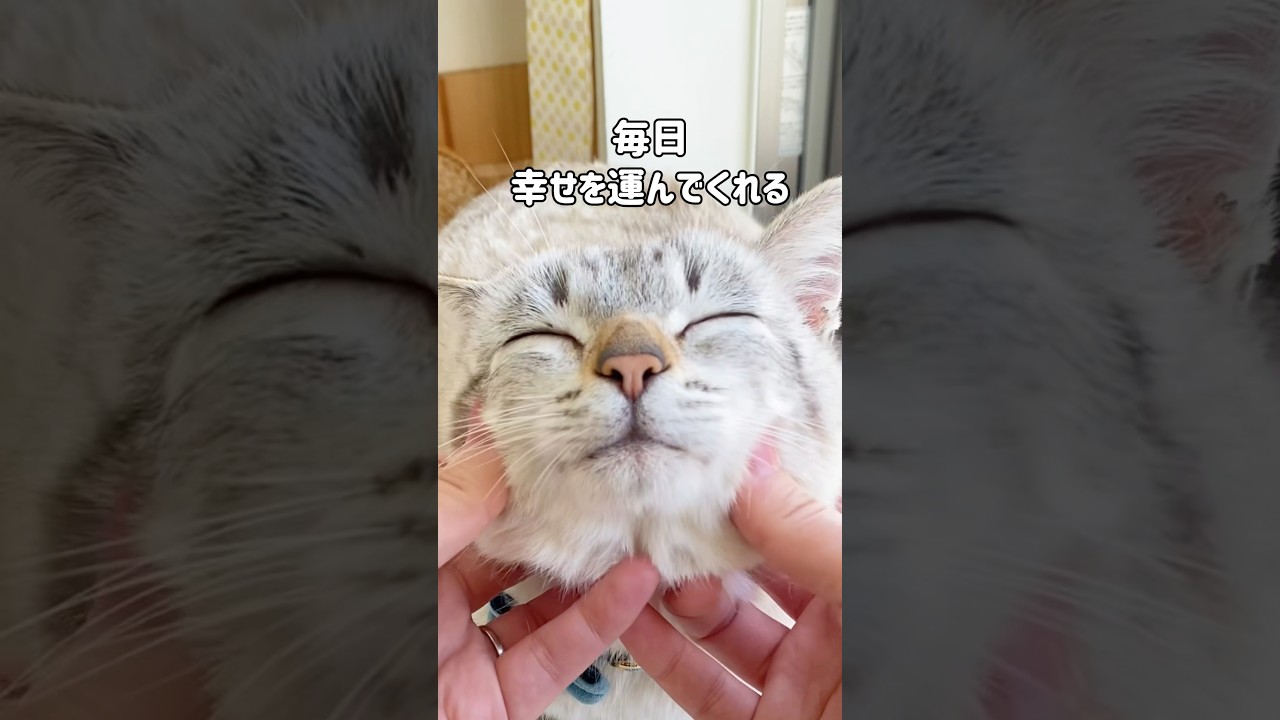 【食いしん坊の猫】元野良猫くうの恩返し😺毎日幸せを運んできてくれる  #shorts