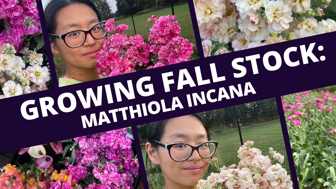 How I successfully grew fall Stock (Matthiola incana)