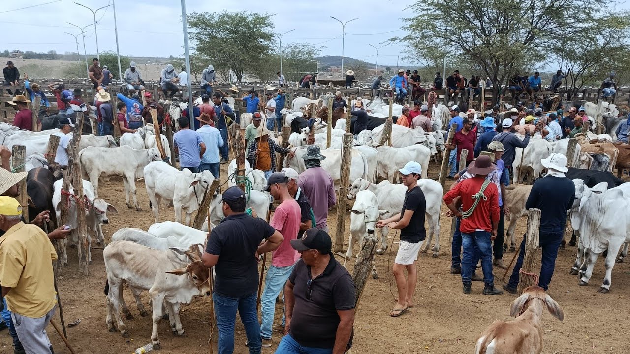 FEIRA DE GADO EM TABIRA GADO BOM E BARATO.