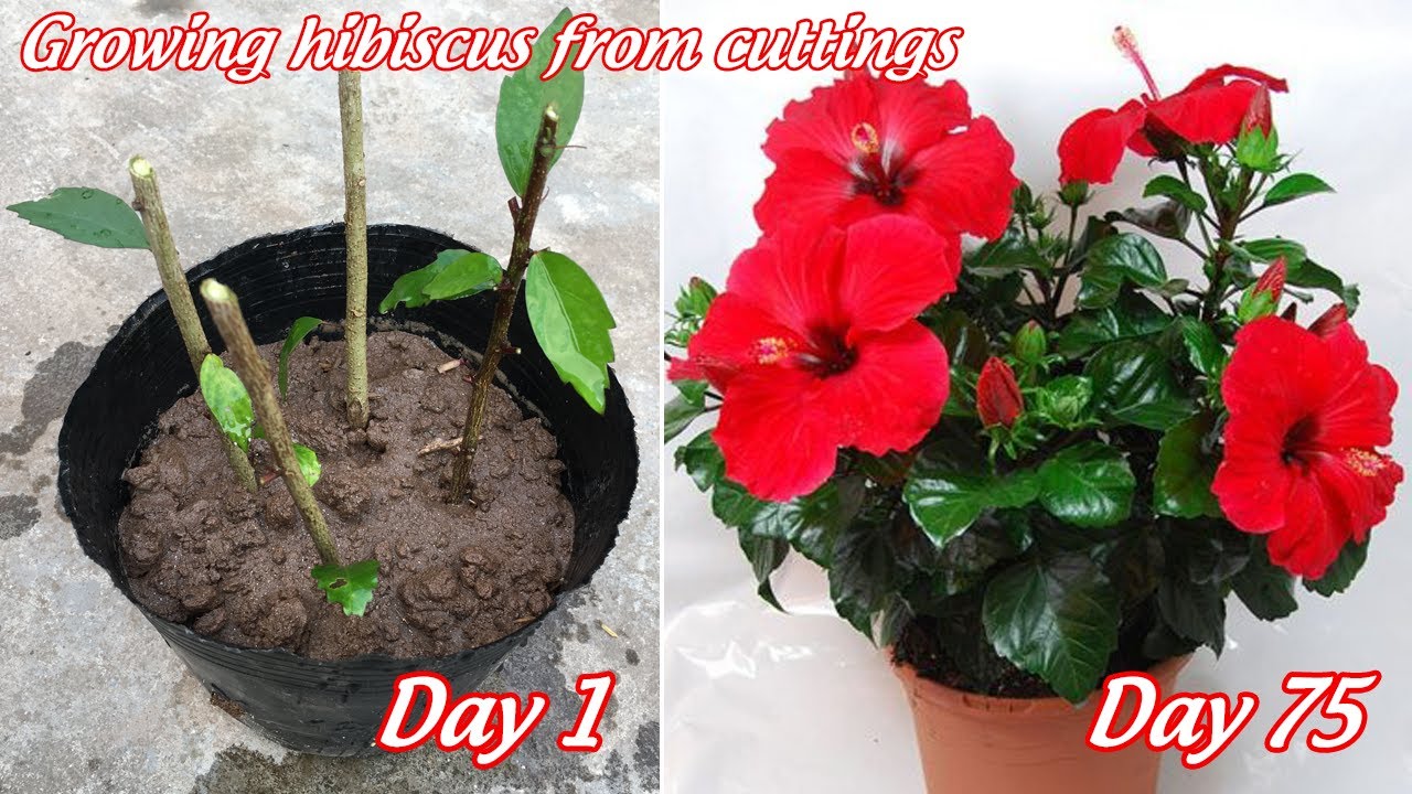 Cách trồng cây hoa dâm bụt bằng cành thành công 100% | growing hibiscus from cuttings
