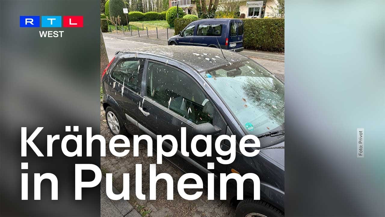 Krähenplage in Pulheim – Anwohner klagen über Lärm, Kot und tote Tiere | RTL WEST