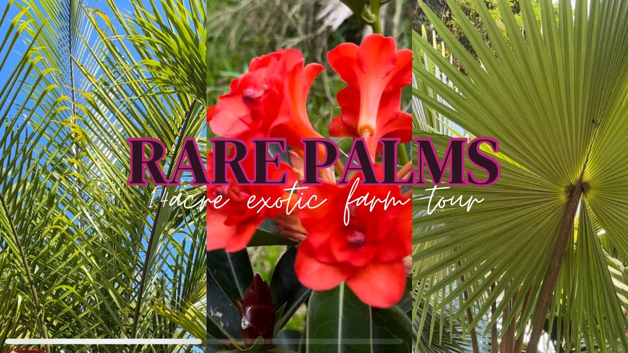 Rare Palms, Fruit Trees, Exotic Plants and More! - Axel’s Hilo Hawaii Garden Tour - PART 1