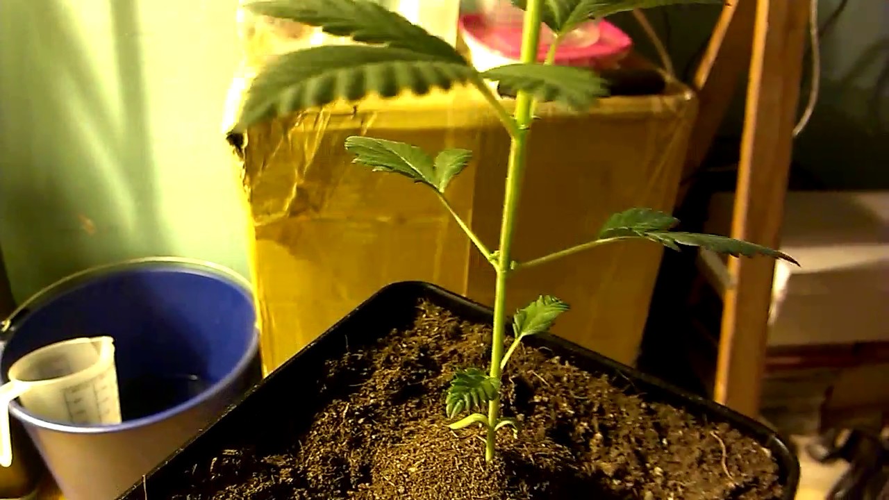 Cannabis indoor . WHITE WIDOW feminizada a granel . 3 semanas de crecimiento
