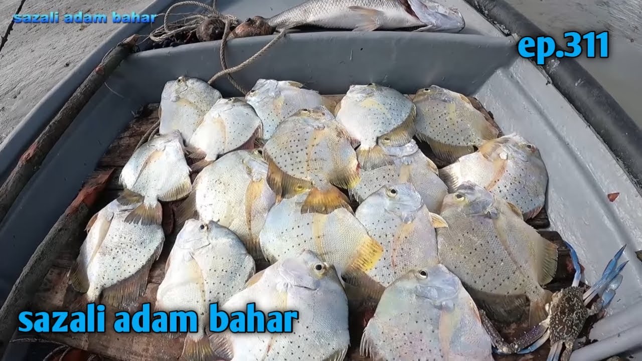 Ikan daun baharu ep.311