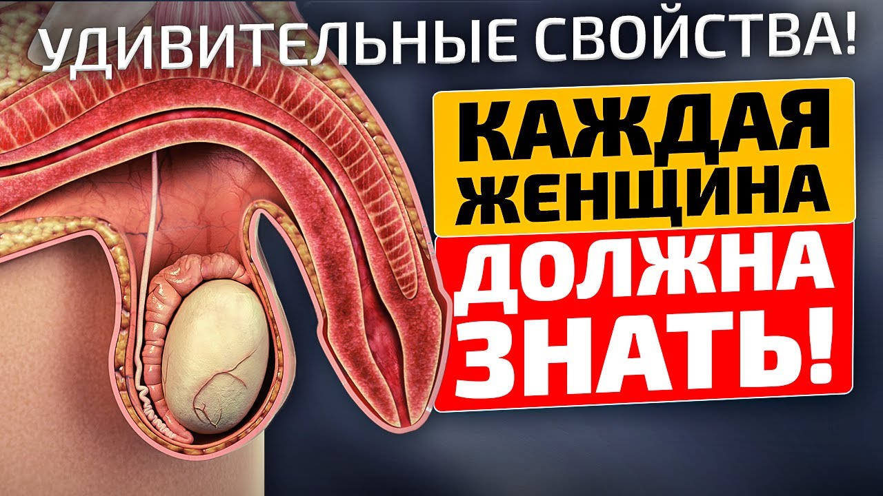 Поражает на что способно это обычное растение! Шалфей лечебные свойства и противопоказания