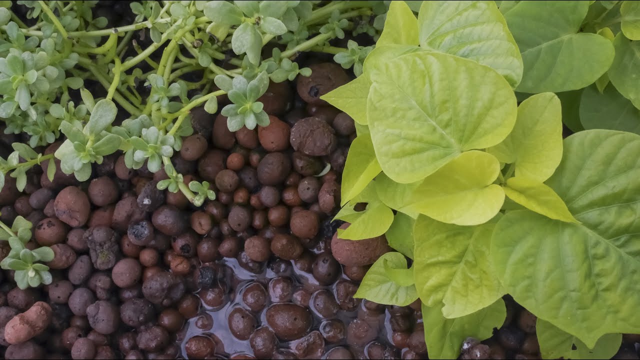 How To Assemble A Small Aquaponic System