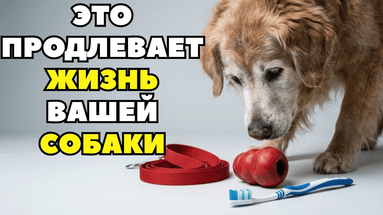 7 занятий, необходимых вашей собаке для долгой жизни