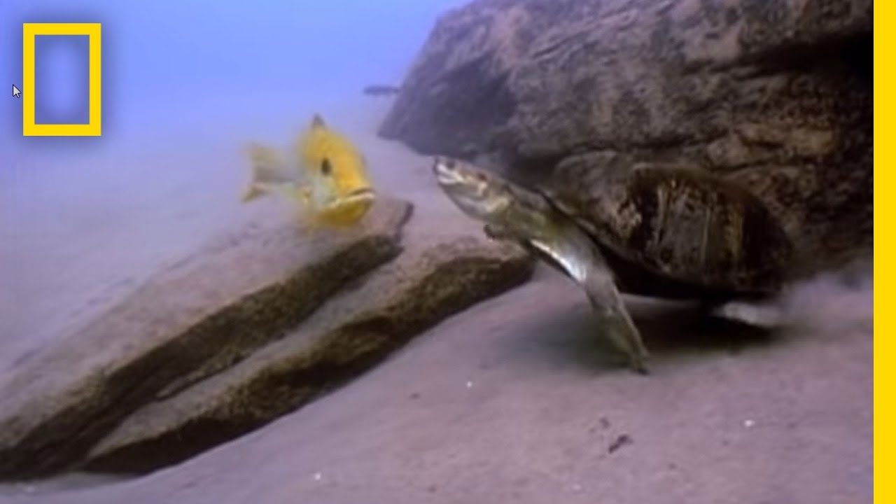 Fish vs. Turtle | National Geographic
