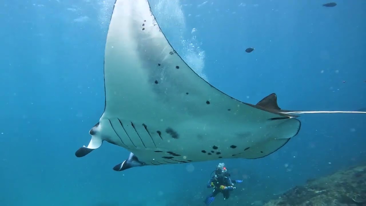 Merry Christmas from Diving Indo | A Year Beneath the Surface in Bali