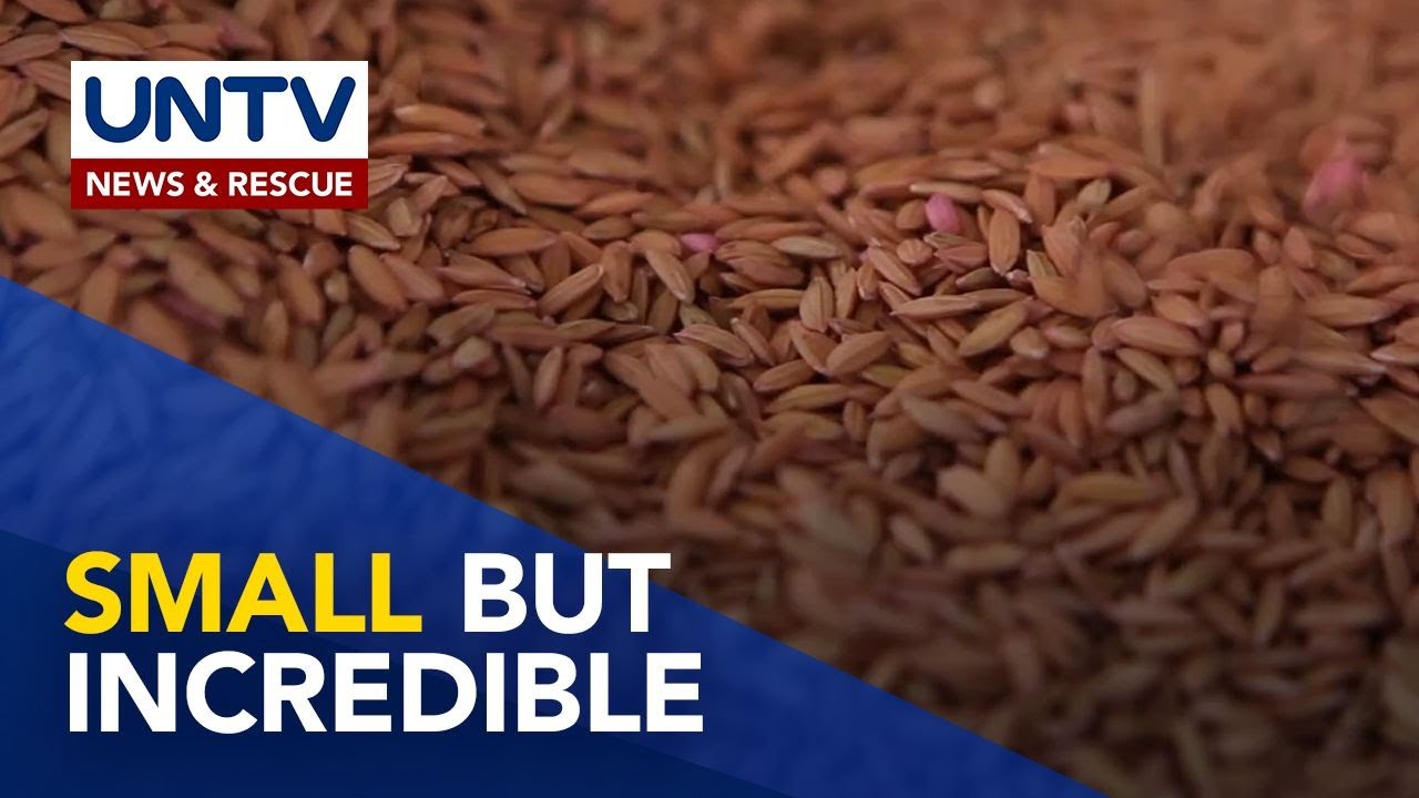 Kamangha-manghang impormasyon hinggil sa mga buto o seeds | Wonders of Creation