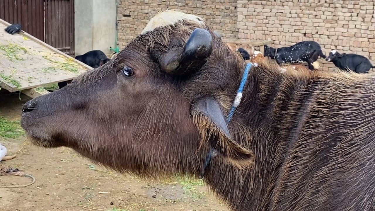 Buffalo for sale in Punjab Pakistan YouTube first timer/28/1/2026