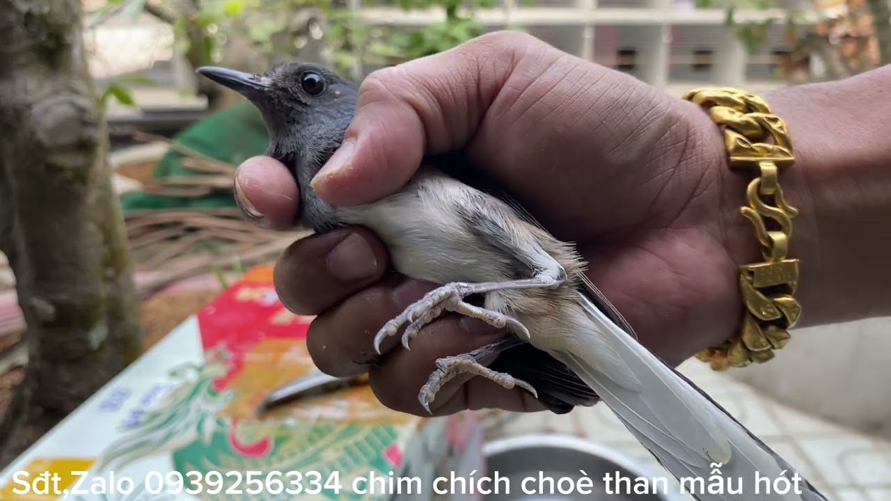Chim chích choè than bổi mẫu hót 3tram rưỡi một con