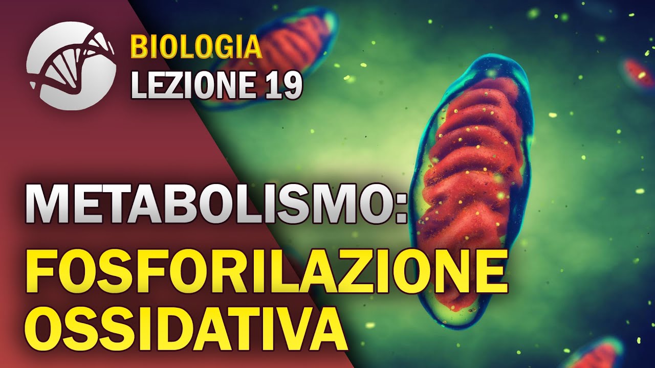 BIOLOGIA - Lezione 19 - Fosforilazione Ossidativa | Metabolismo Cellulare