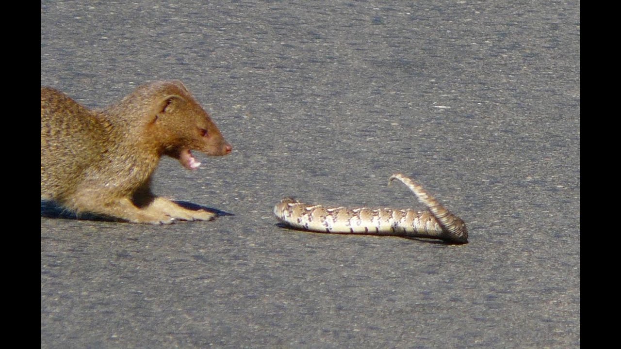 Slender Mongoose Interaction With Puff Adder (Black & White) - Latest Wildlife Sightings